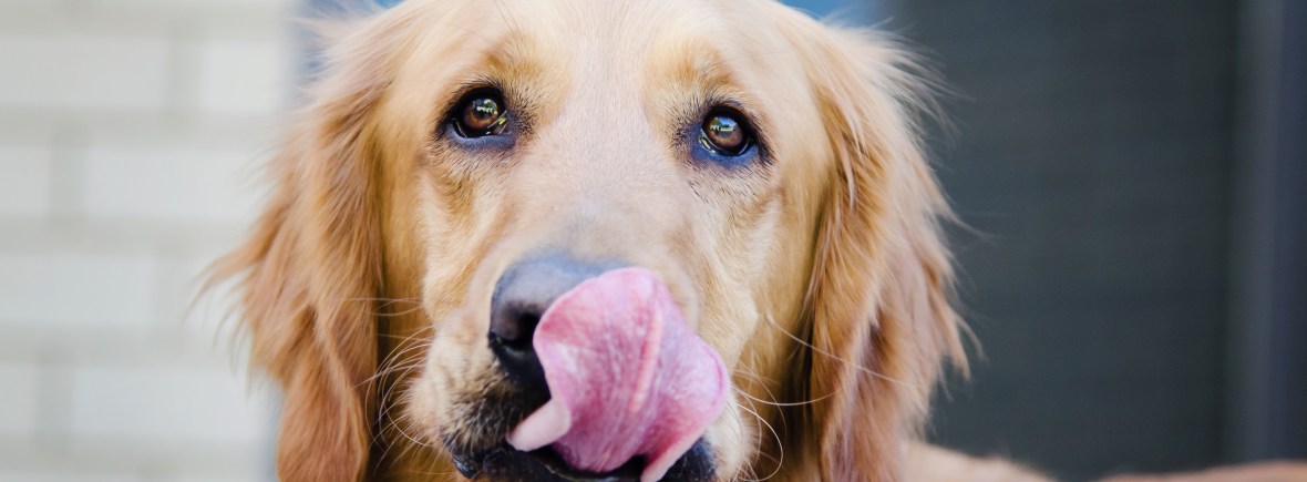 seattle pet photography dog
