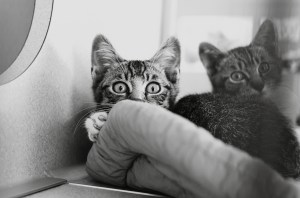 Magoo. Copyright K.A.Moore Photography.