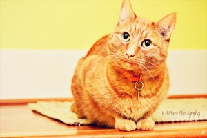 General Zod One well-loved house cat