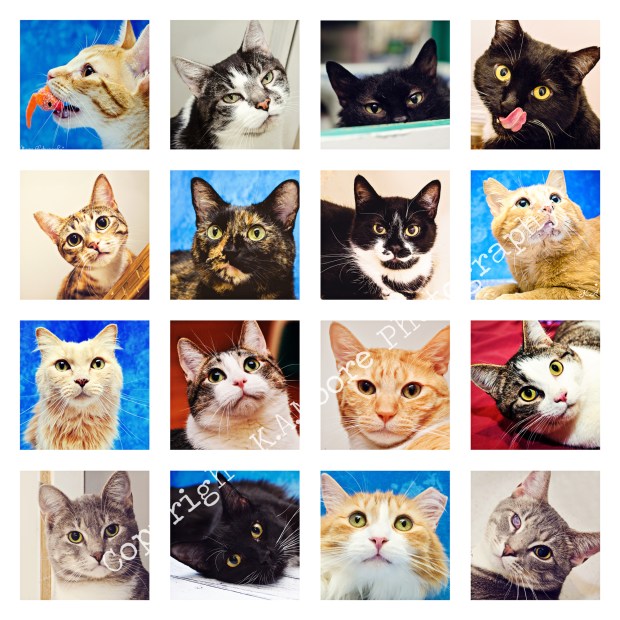 Copyright K.A.Moore Photography - All Rights Reserved