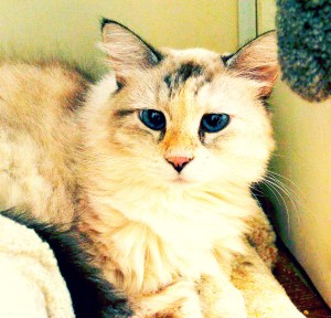 TyraBear, when I met her at the rescue, Fall 2011