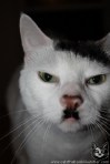 Coincidentally, there are quite a number of cats that look like Hitler ('Kitler') as if to say 'stuff it'; enough for there to be the website http://www.catsthatlooklikehitler.com/