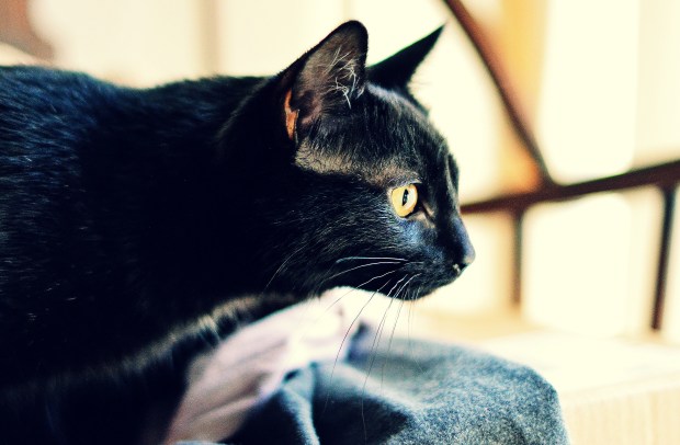 Licorice. Copyright K.A.Moore Photography.