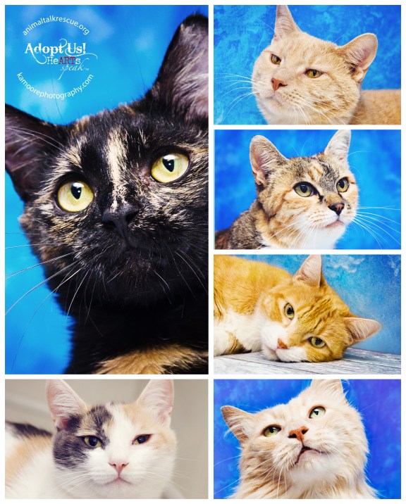 All cats are up for adoption at Animal Talk Rescue! All Images Copyright K.A.Moore Photography.