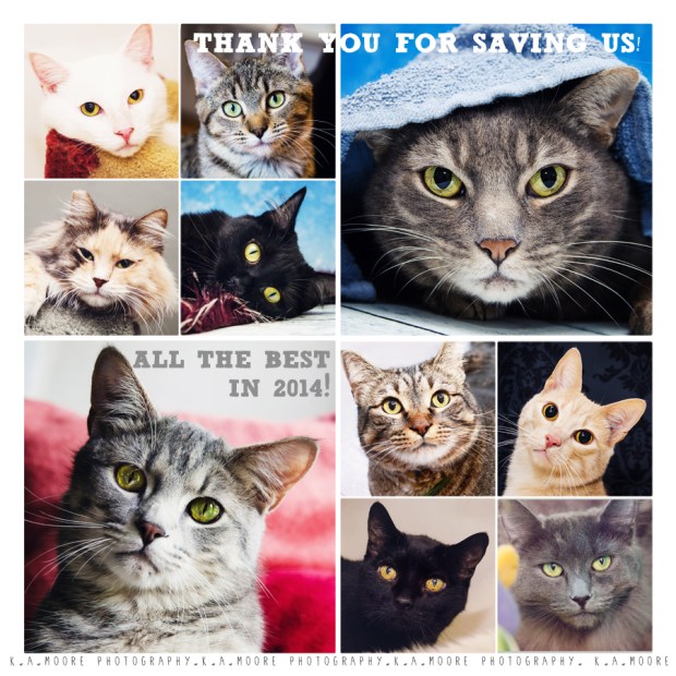 Copyright K.A.Moore Photography. All Rights Reserved. Do not copy or download.