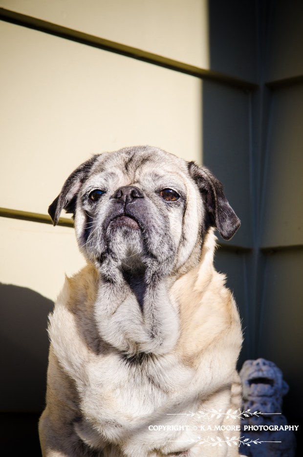 12429331423_0edd9ae70b_o