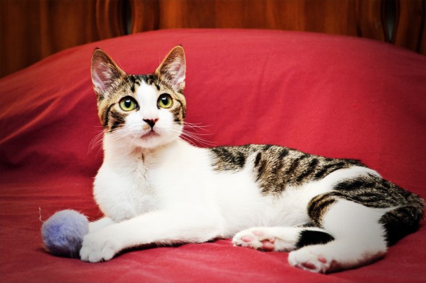 Relaxed, posing with a toy, and on a beautiful colored spread! Copyright K.A.Moore Photography. All Rights Reserved.