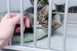 Fluffy Brown Kitten 1