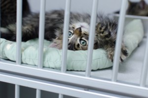 His direct eye contact makes it so hard for me to turn away!