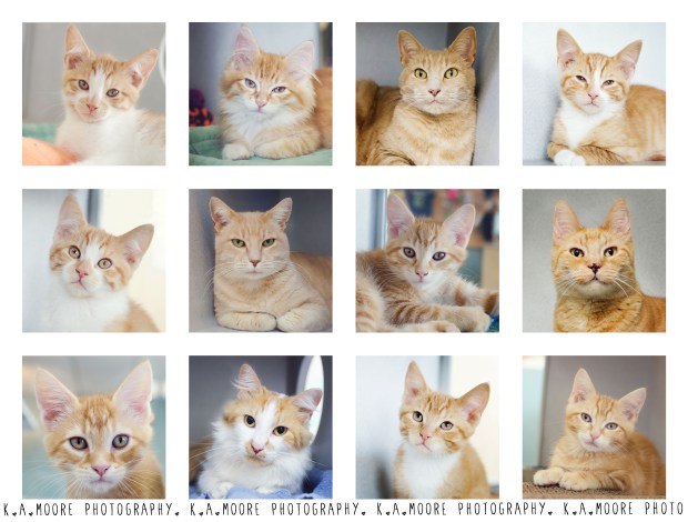 Ginger Kitties - Copyright K.A.Moore Photography. All Rights Reserved.