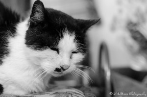 kamoorephotography Jack cat photo