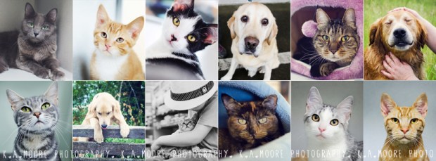 Cats & Dogs Collage Timeline