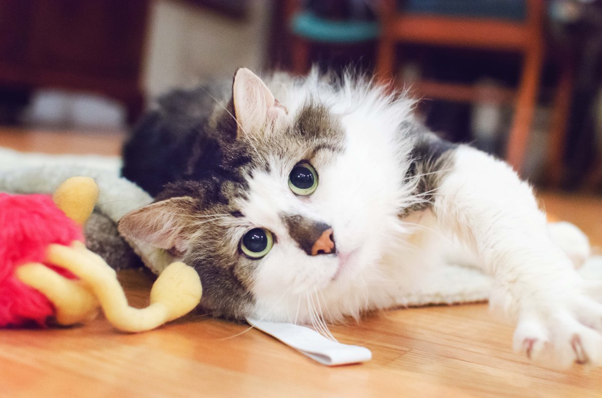 kamoorephotography cat