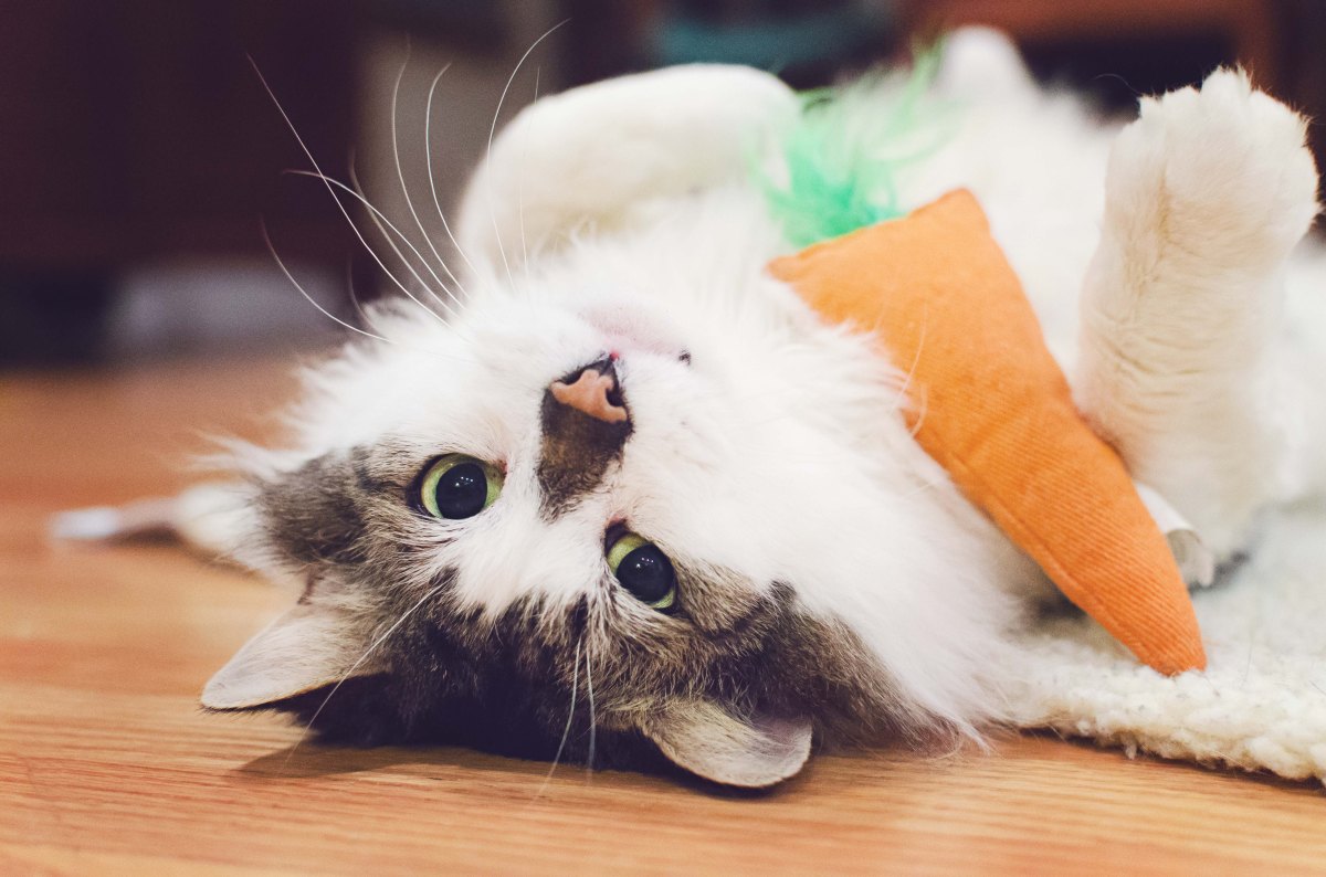 kamoorephotography cat photo