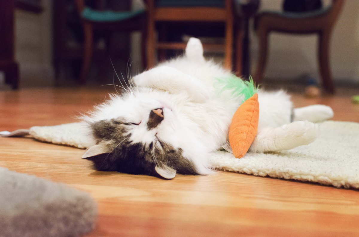 kamoorephotography cat photo