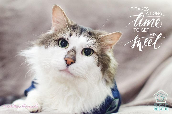 kamoorephotography cat photo