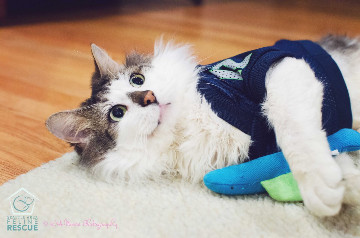 kamoorephotography cat photo