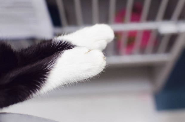 Cat feet