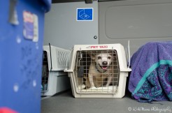 20161118-wings-of-rescue-web-lr-21